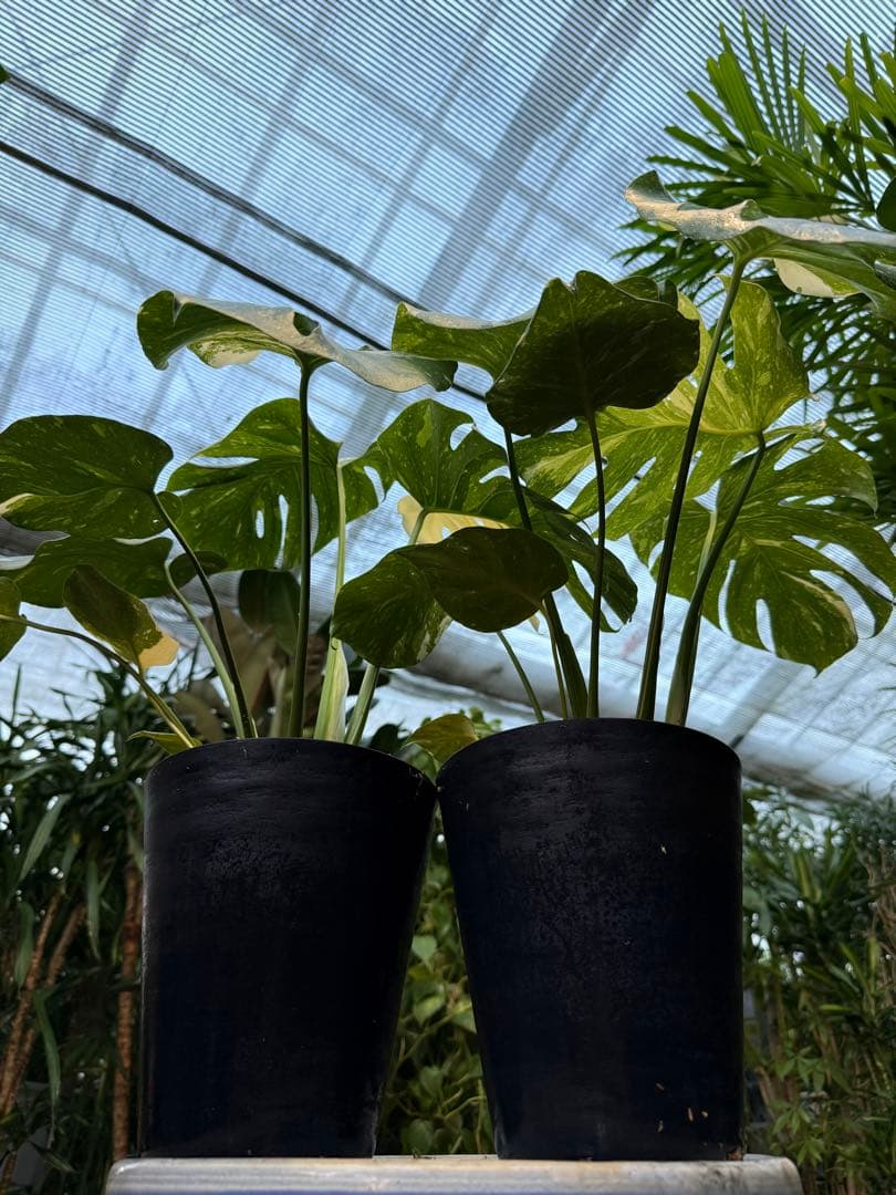 【特大極上苗】モンステラ 斑入り タイコンステレーション クリームブリュレ 2鉢