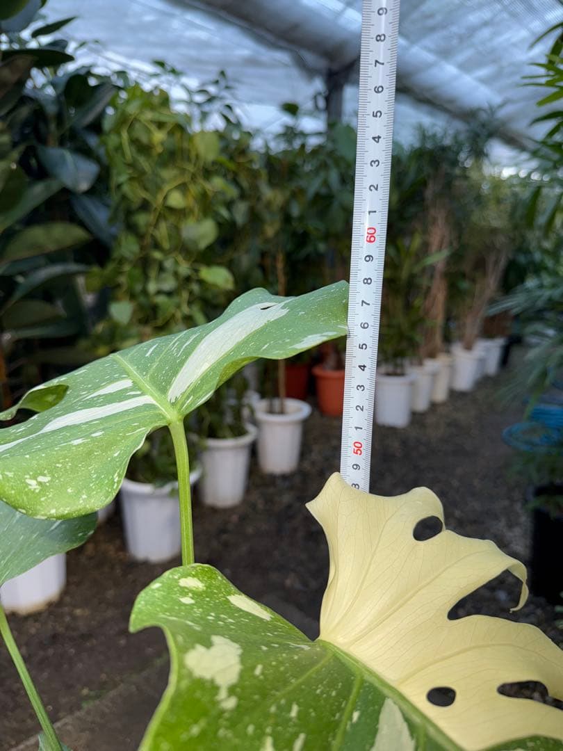 【特大極上苗】モンステラ 斑入り タイコンステレーション クリームブリュレ 2鉢