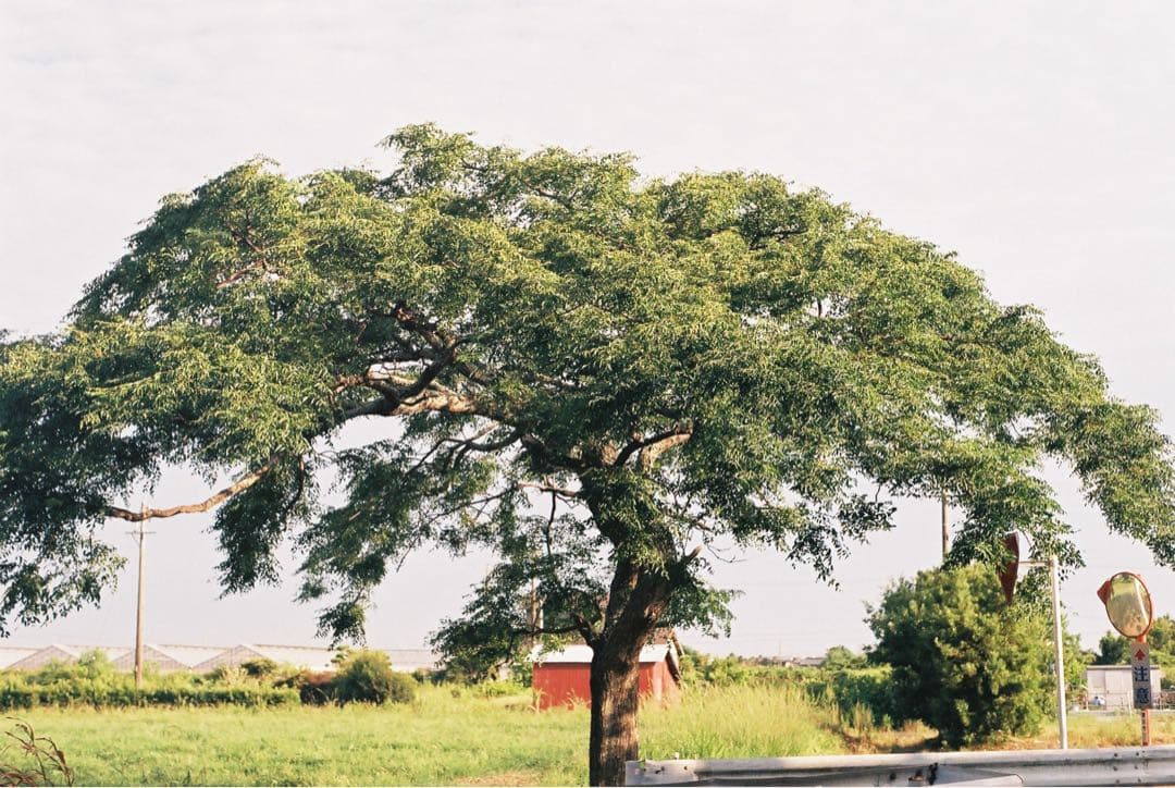 【整備品】Minolta XE 作例あり