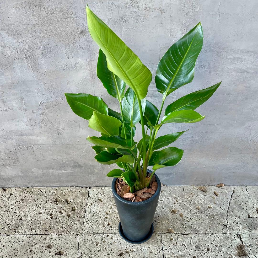 ストレリチア　オーガスタ　4株　天然苔仕立て　陶器鉢　植え込み発送