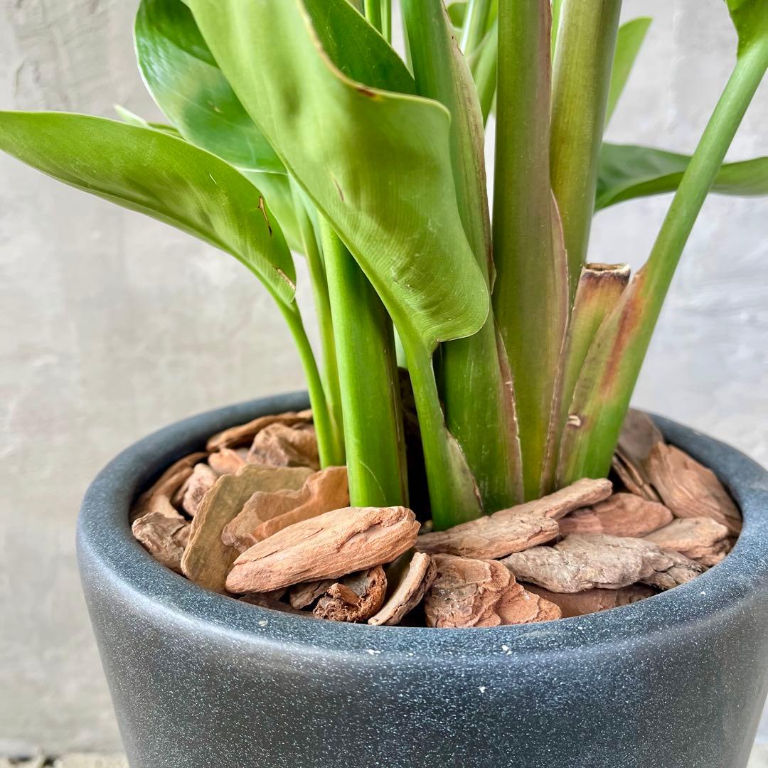 ストレリチア　オーガスタ　4株　天然苔仕立て　陶器鉢　植え込み発送