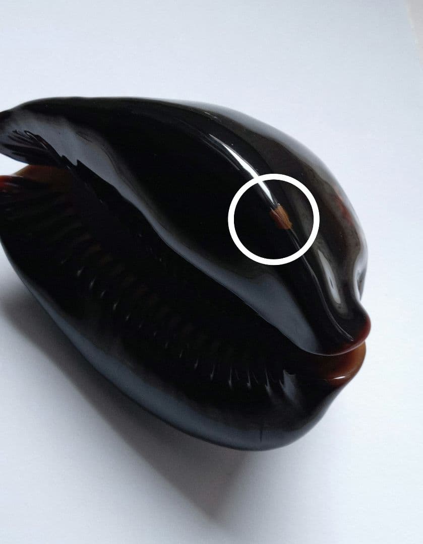 【希少　1点限定　過去最大殻高】殻高ハチジョウダカラ　標本　貝殻　タカラガイ