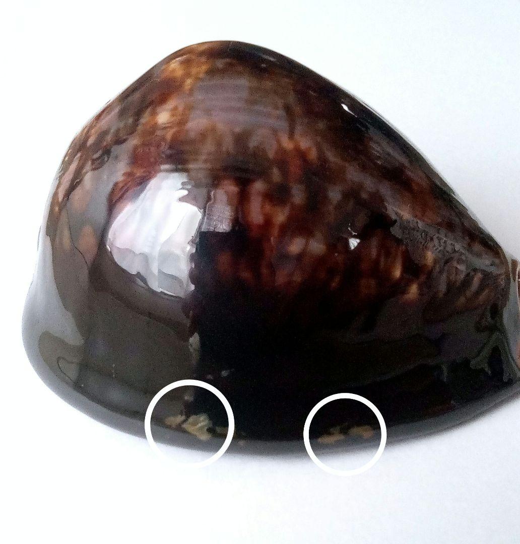 【希少　1点限定　過去最大殻高】殻高ハチジョウダカラ　標本　貝殻　タカラガイ