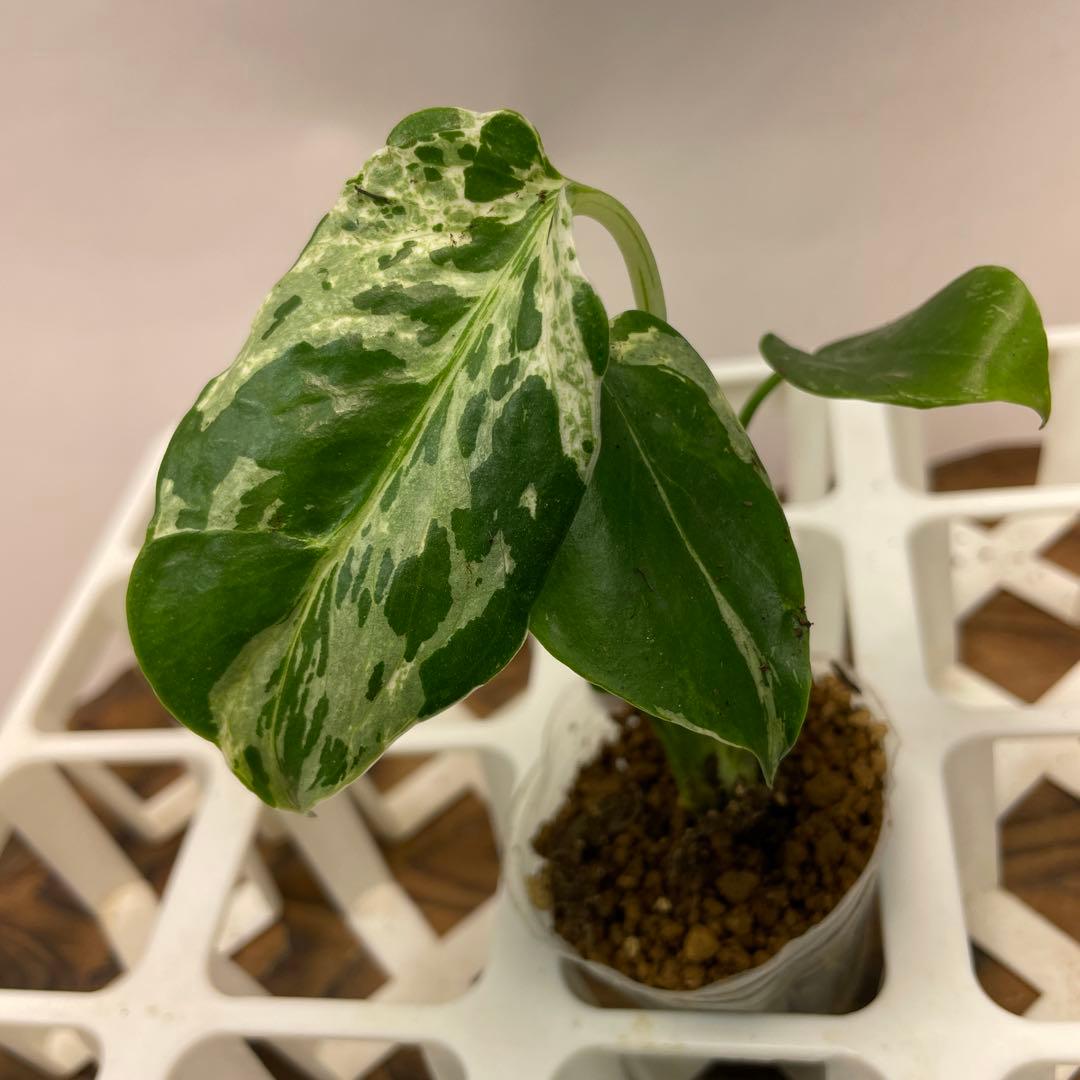 の*る様 ms28品種保証！斑入り保証！モンステラ バルバソー フシギダネ　順化