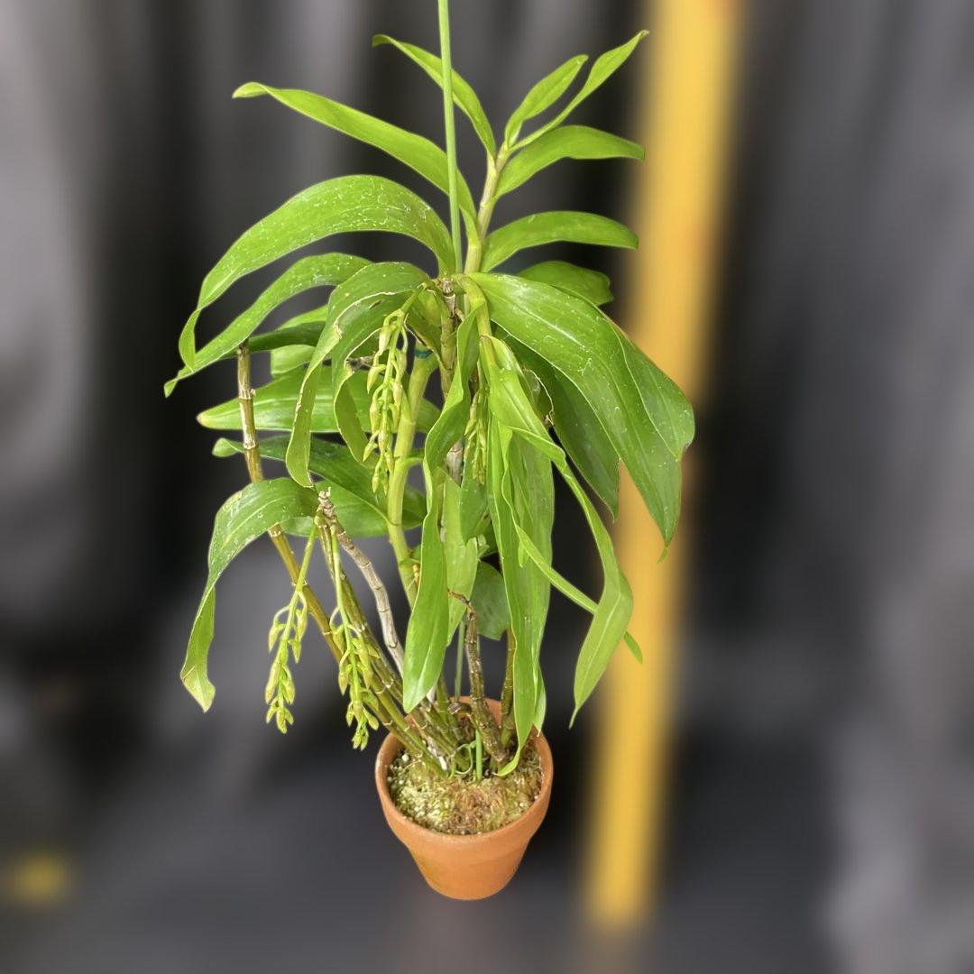 まらぎ　アメジストグロッサム　セレベンシス