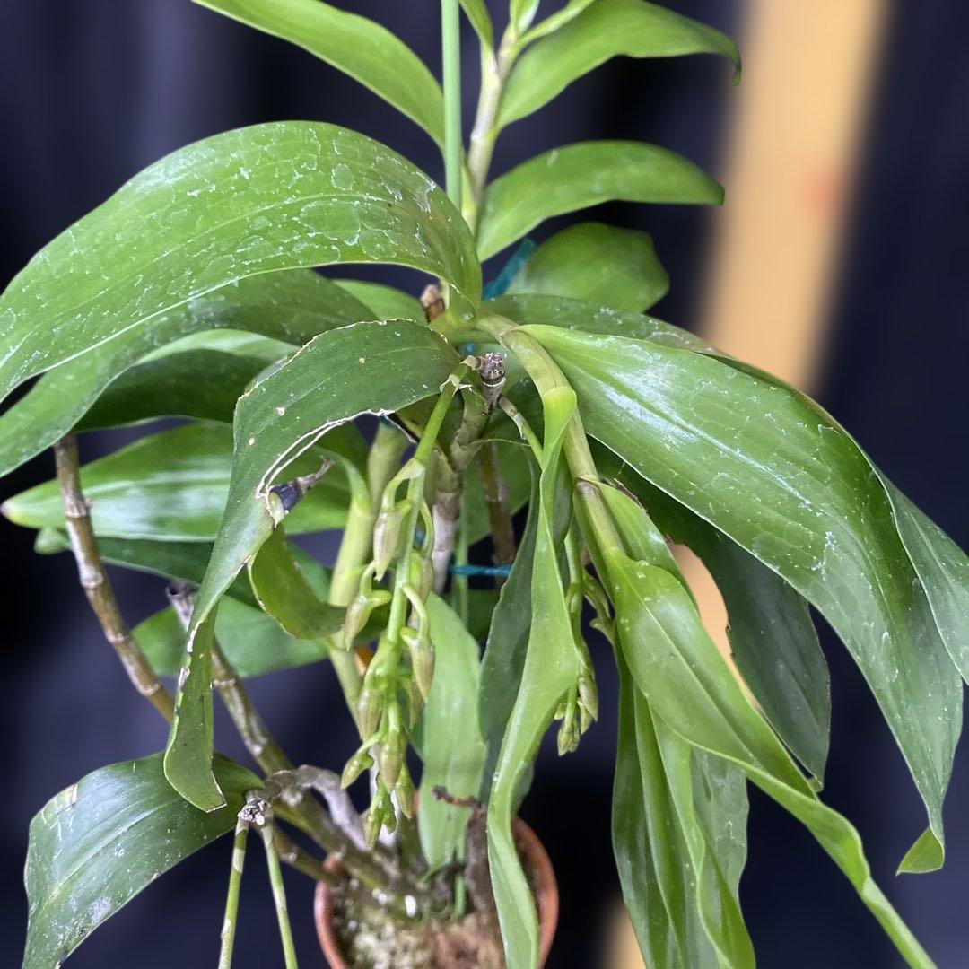 まらぎ　アメジストグロッサム　セレベンシス