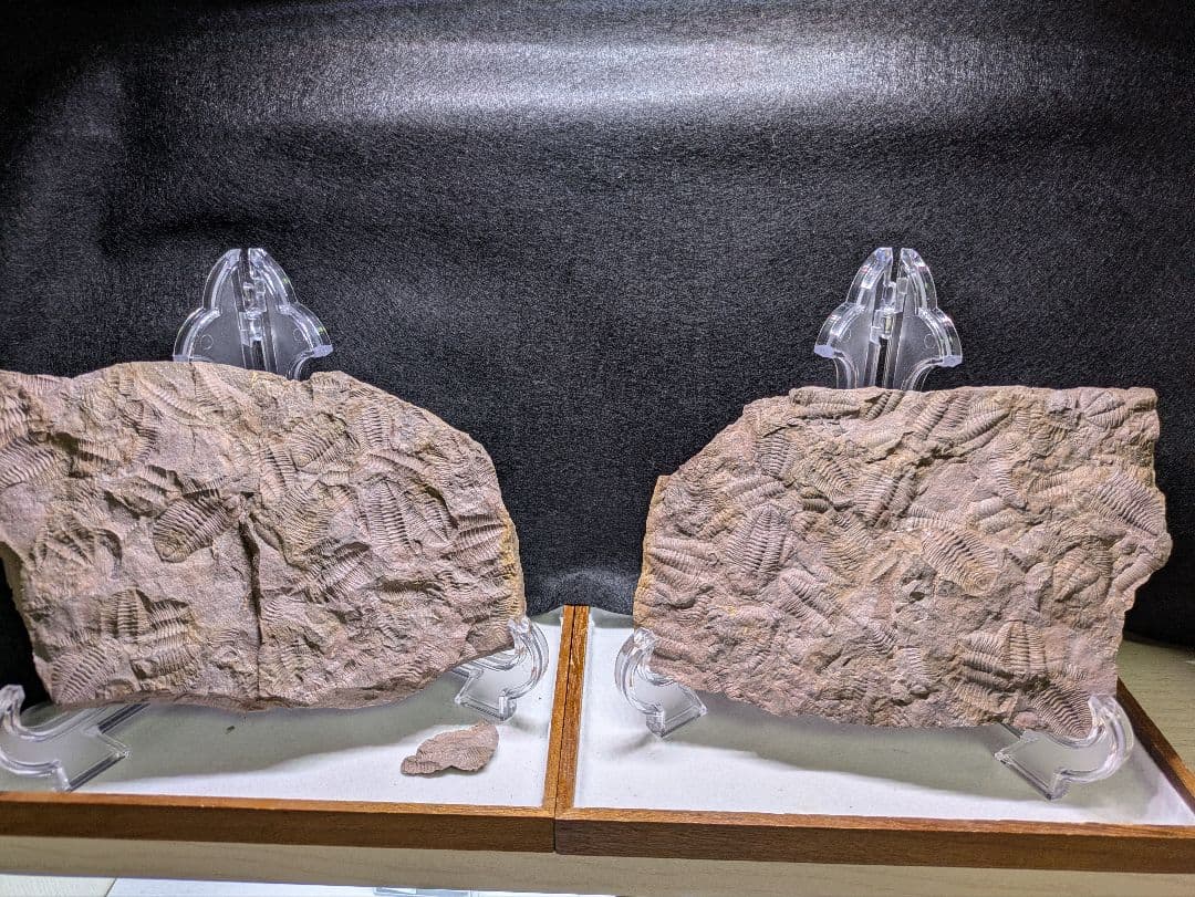 博物館級　三葉虫　群生　化石　標本　地学