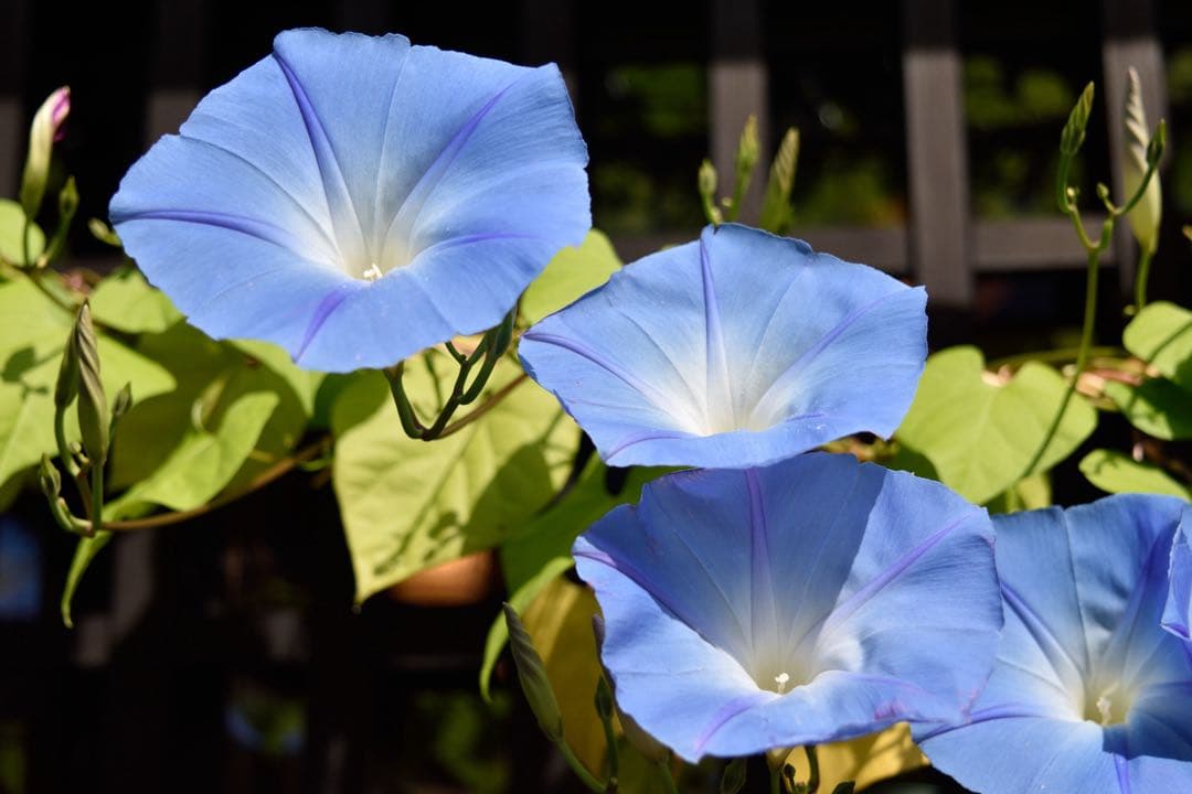 【ショット数極少6906回】Nikon D5500豪華レンズ3本＆三脚フルセット