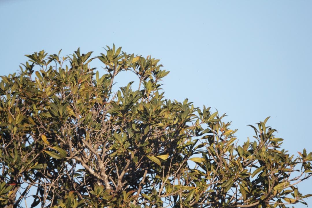 レンズ(単焦点) CANON New FD REFLEX 500mm F8 #7816