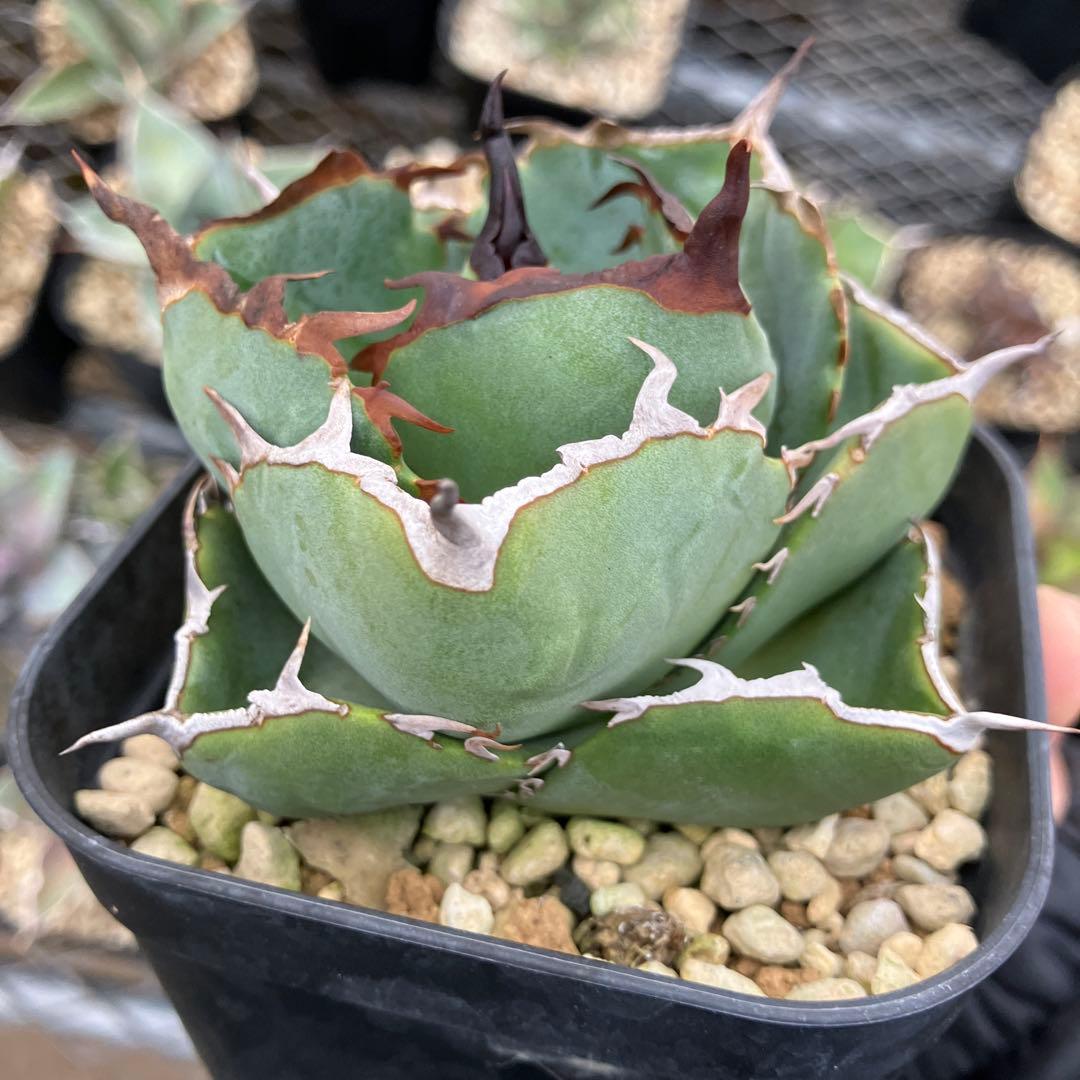 みっく　アガベ　3点