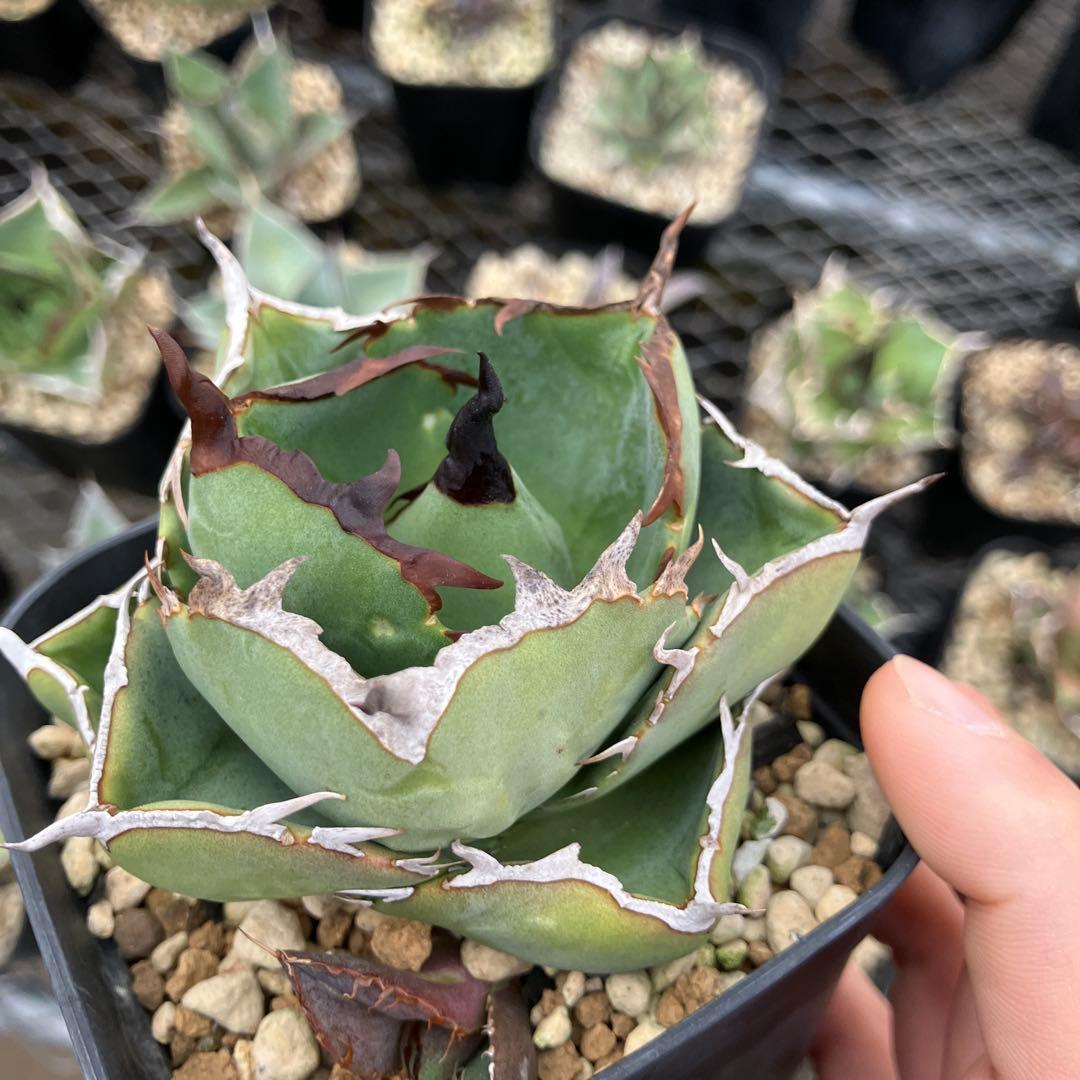 みっく　アガベ　3点