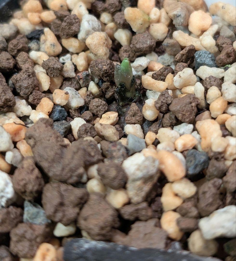 チベタヌス 四川省産 実生3年生苗