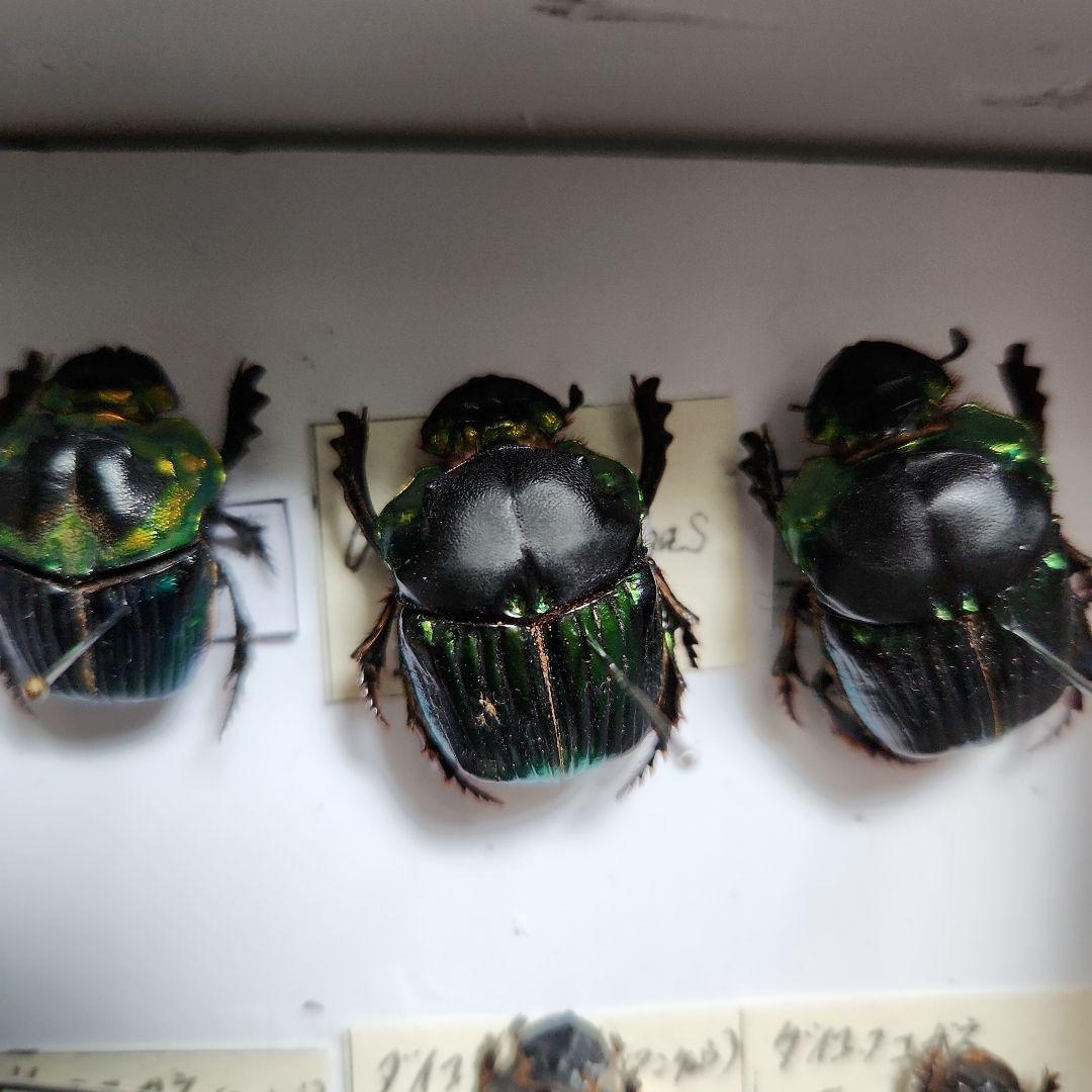 昆虫標本(ダイコク、オオダイコク)海外