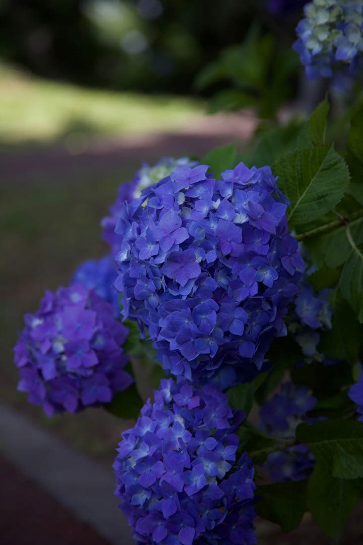 ✨Canon EF-S 15-85mm IS USM 一眼レフ