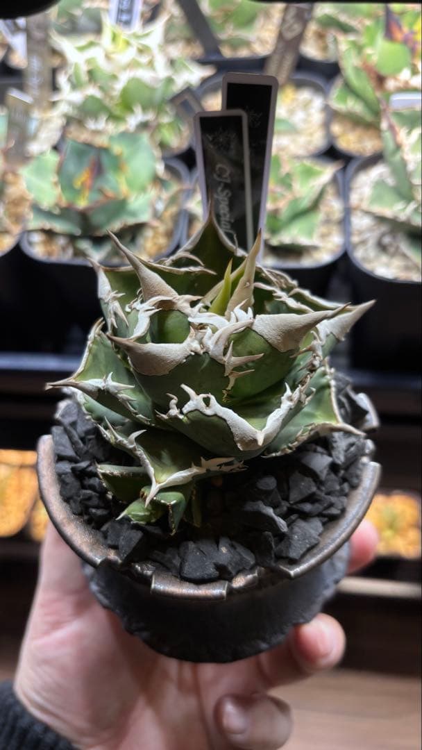 【発根済み】アガベ　CJ-Special 子株　検索)大白鯊、Ivory wa