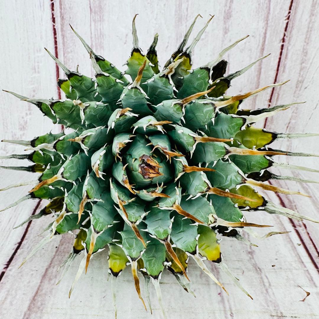 65 アガベ ユタエンシス エボリスピナ 丸型 陽炎 美株