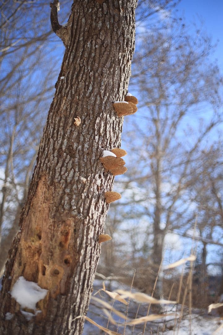 RICOH XR RIKENON 50mm F2 第一世代 【美品】