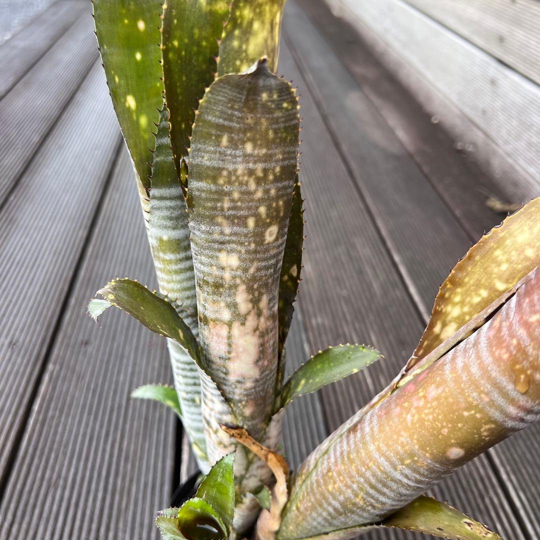 ビルベルギア ダースベイダー 群生株(タンクブロメリア ネオレゲリア エクメア