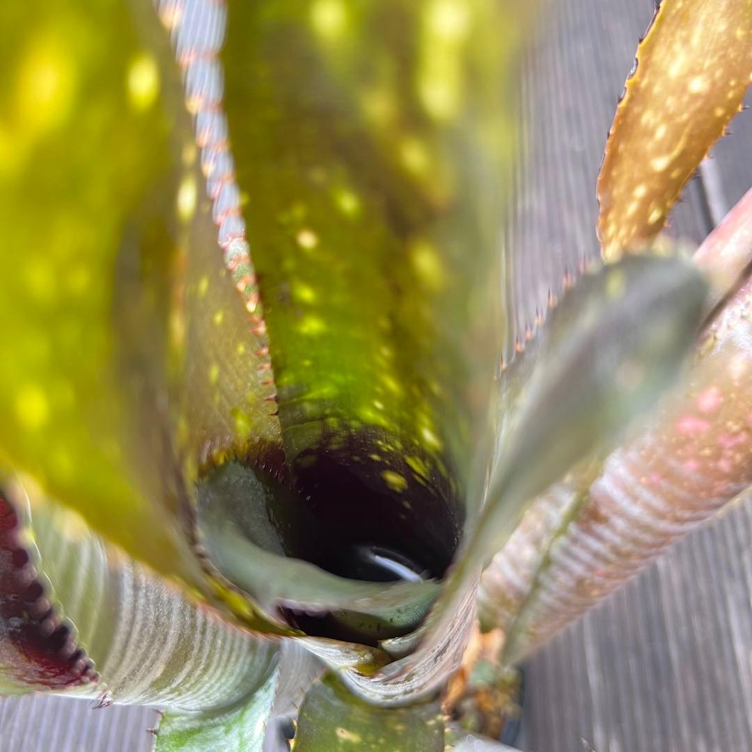 ビルベルギア ダースベイダー 群生株(タンクブロメリア ネオレゲリア エクメア