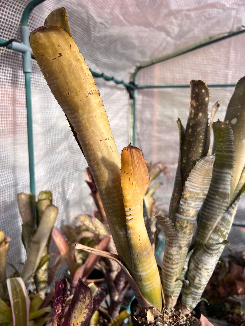 ビルベルギア ダースベイダー 群生株(タンクブロメリア ネオレゲリア エクメア