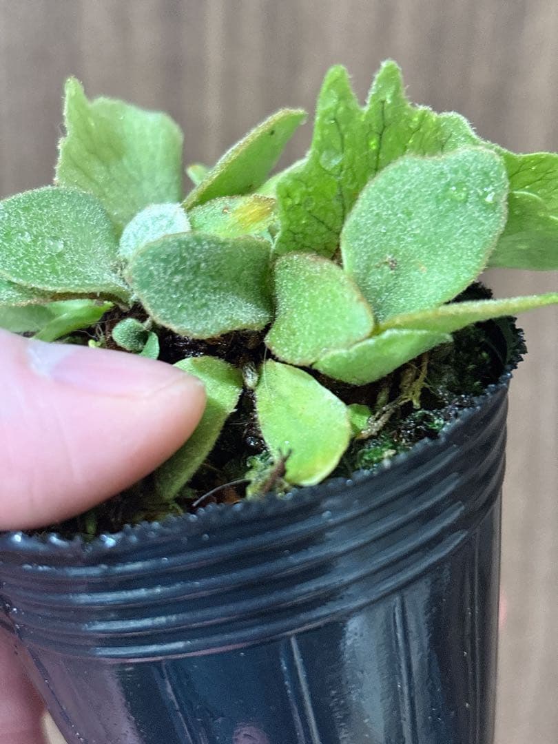 群生 willinckii OMG×Nano spore dwarf ビカクシダ