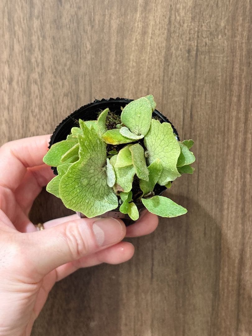 群生 willinckii OMG×Nano spore dwarf ビカクシダ