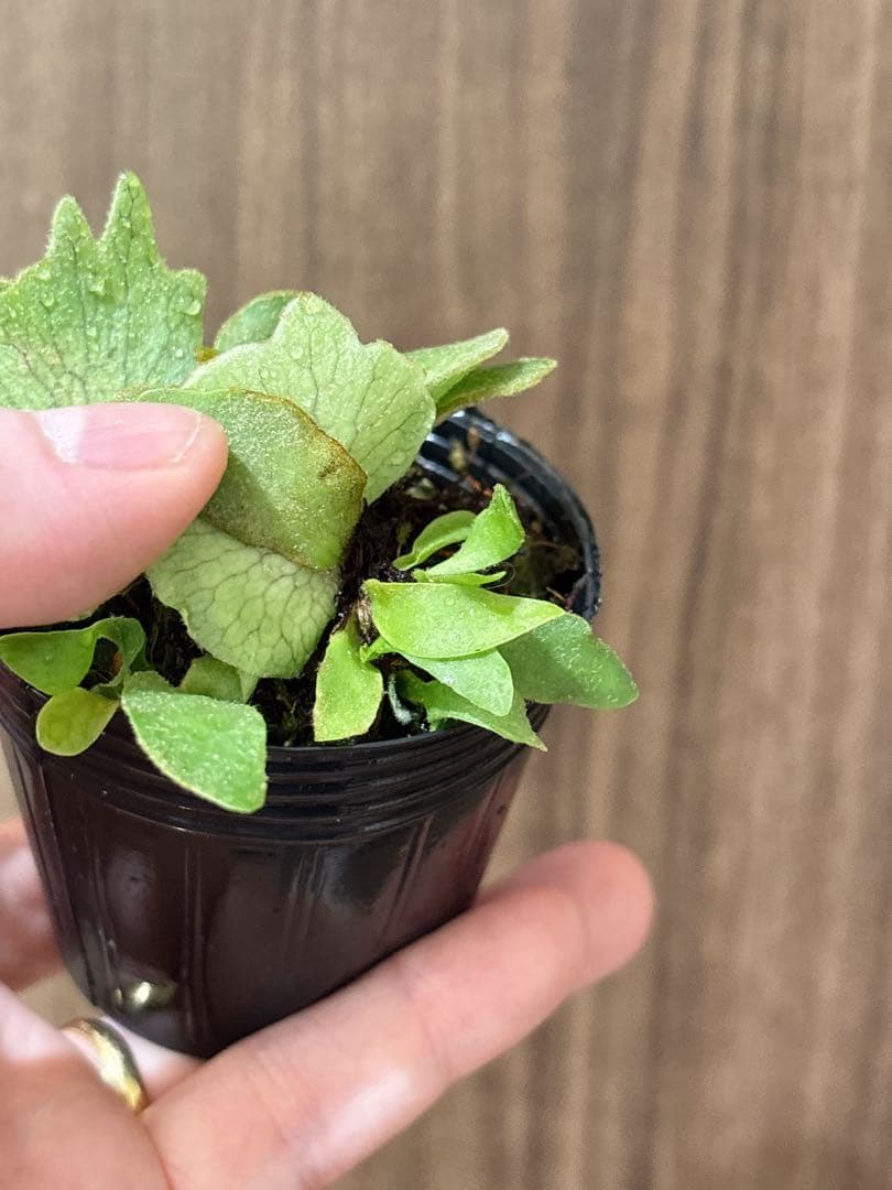 群生 willinckii OMG×Nano spore dwarf ビカクシダ