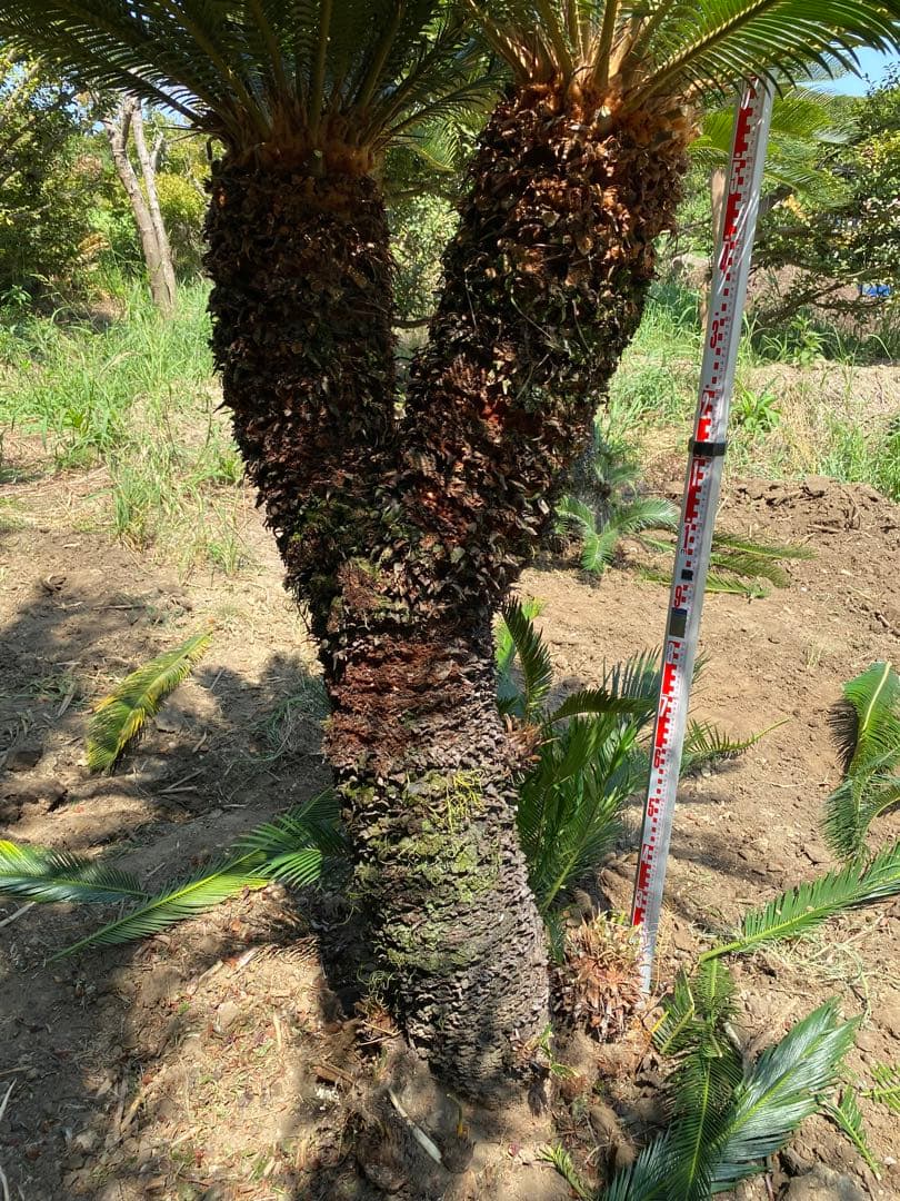 ロゼ。蘇轍ダブルヘッド　引き取り限定ソテツ