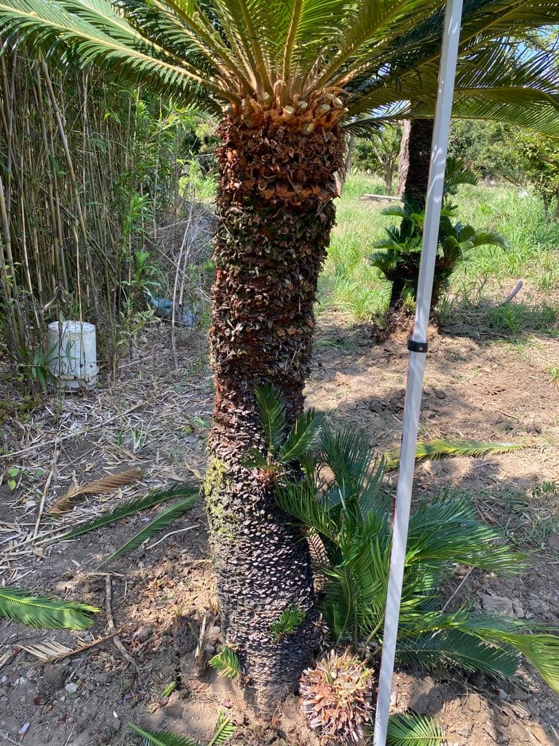 ロゼ。蘇轍ダブルヘッド　引き取り限定ソテツ