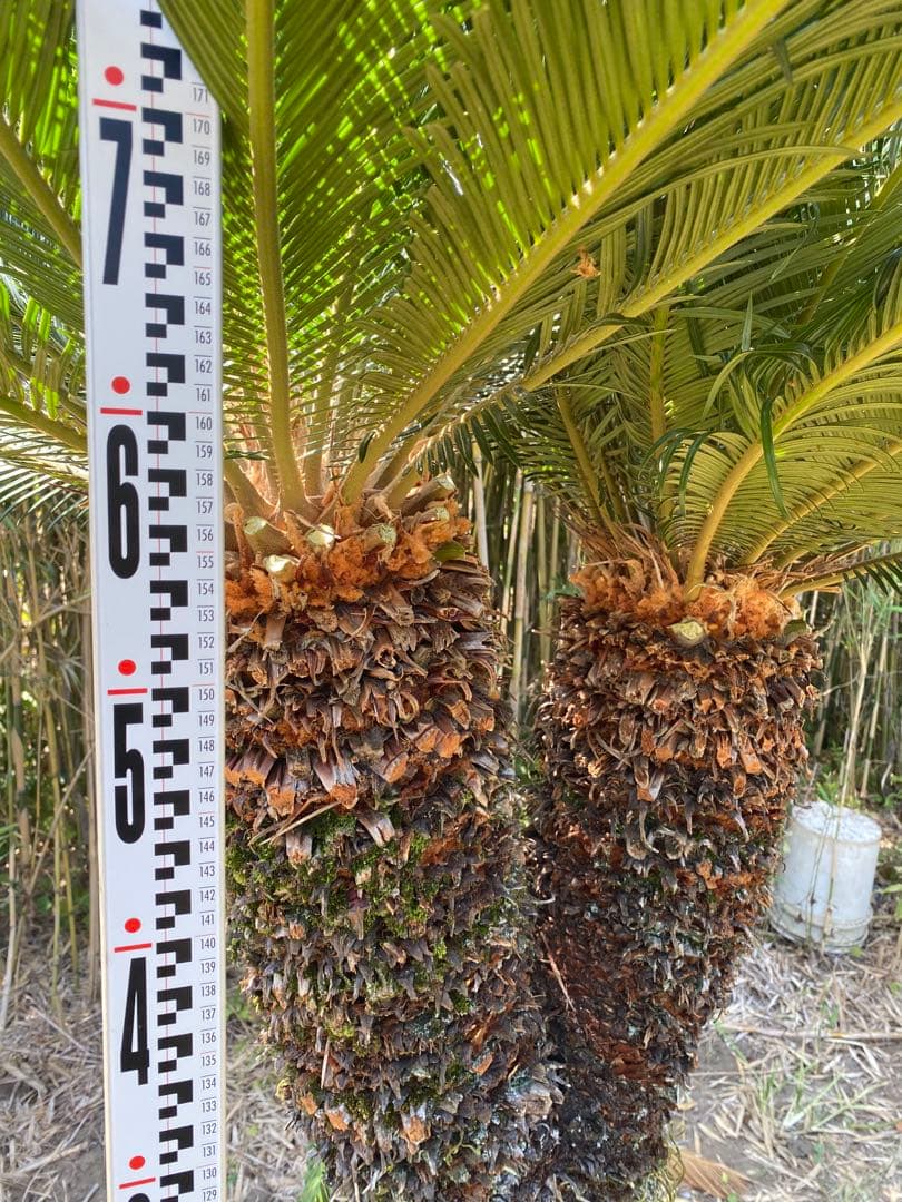 ロゼ。蘇轍ダブルヘッド　引き取り限定ソテツ