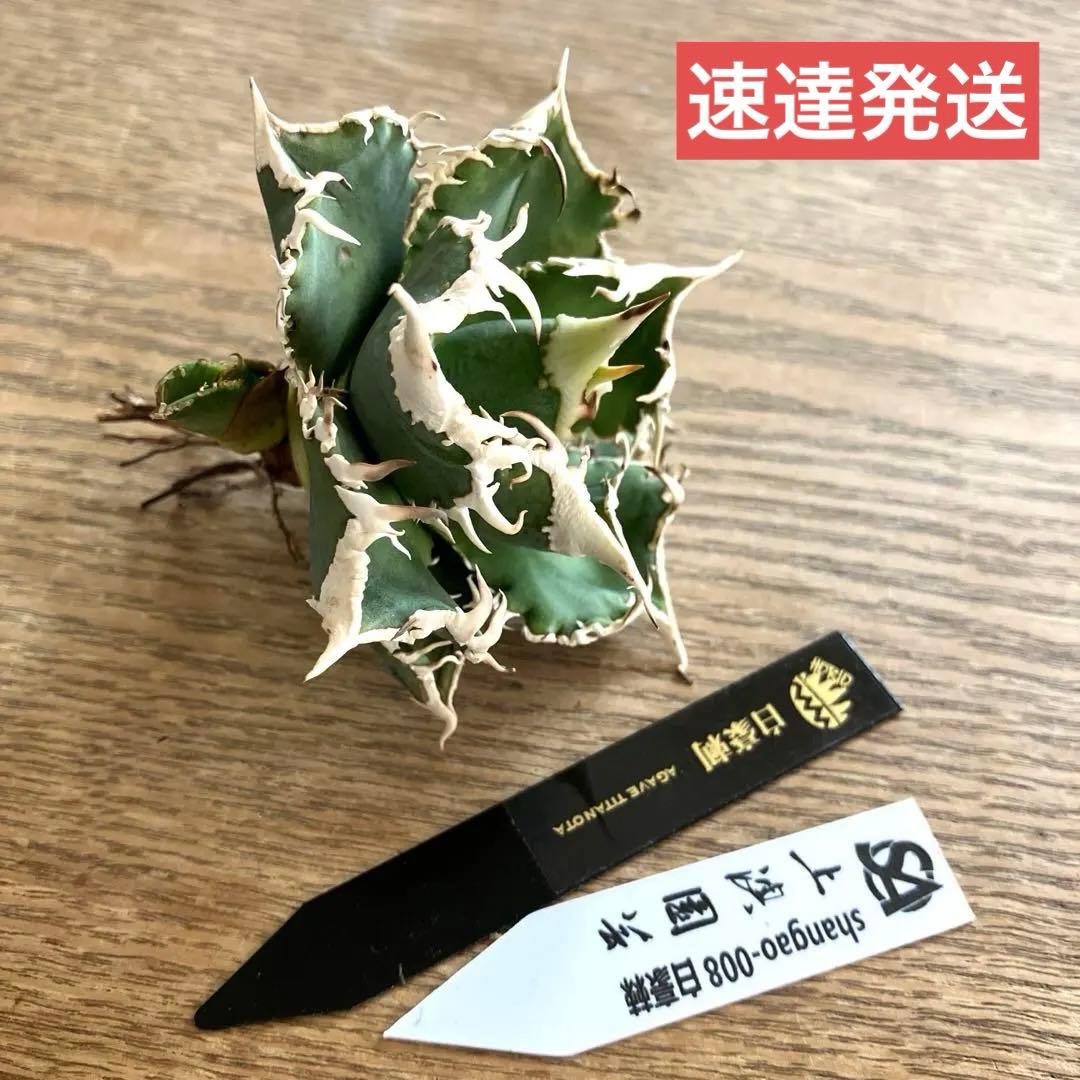 【初売り】76 超選抜　太棘　子株付　バンド幅大　アガベ　白豪刺TC ⑨【速達】