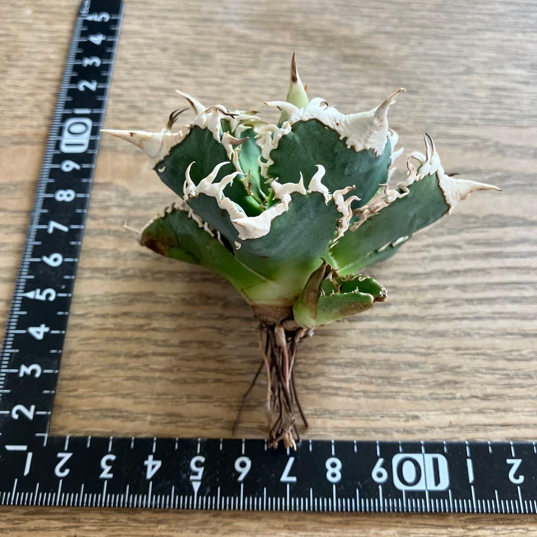 【初売り】76 超選抜　太棘　子株付　バンド幅大　アガベ　白豪刺TC ⑨【速達】