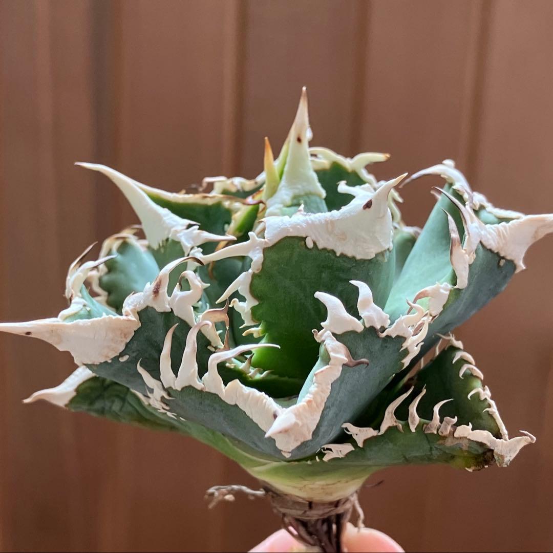 【初売り】76 超選抜　太棘　子株付　バンド幅大　アガベ　白豪刺TC ⑨【速達】