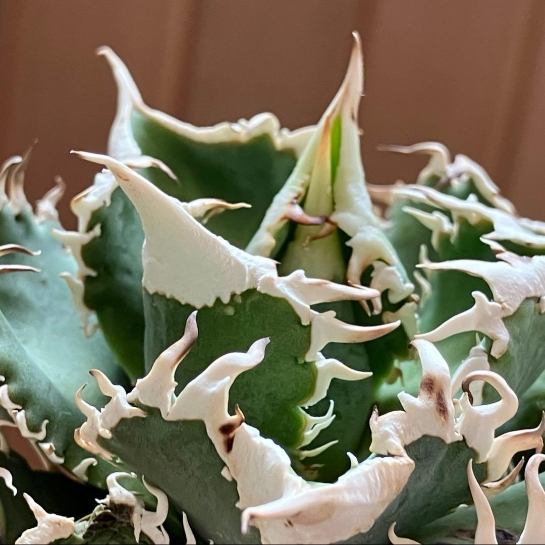 【初売り】76 超選抜　太棘　子株付　バンド幅大　アガベ　白豪刺TC ⑨【速達】