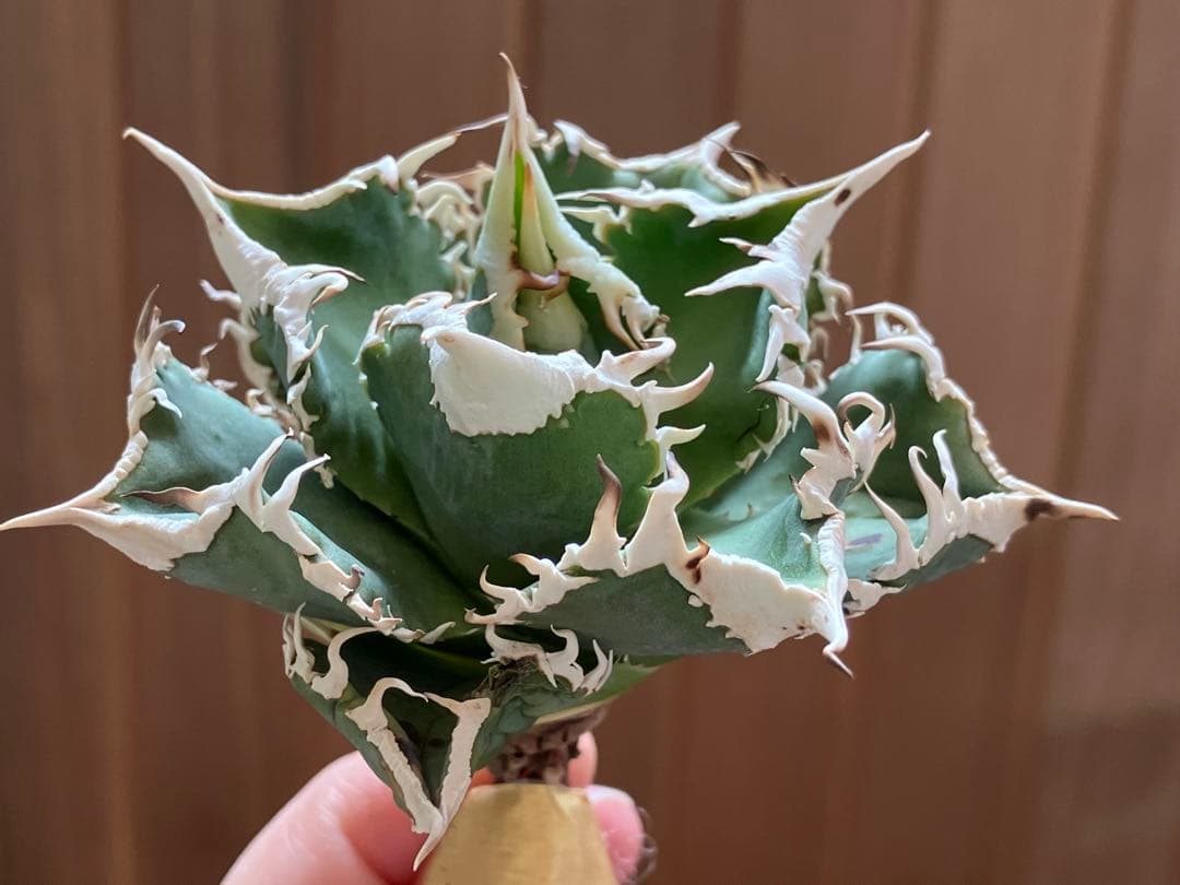 【初売り】76 超選抜　太棘　子株付　バンド幅大　アガベ　白豪刺TC ⑨【速達】