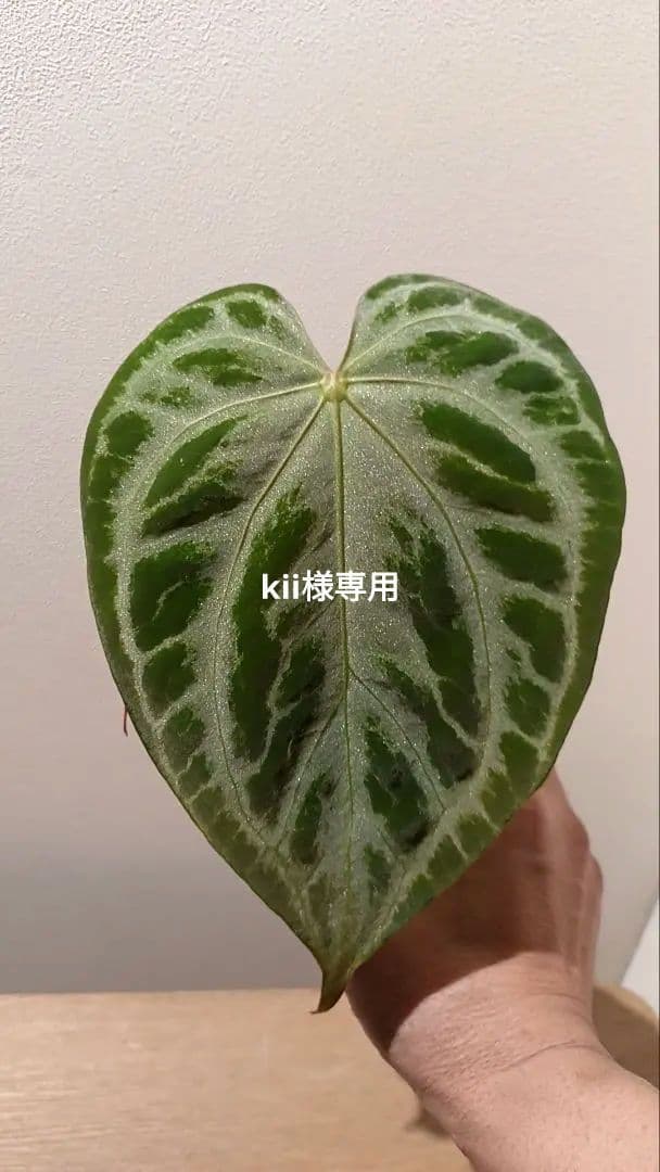 anthurium Silver　Chrome