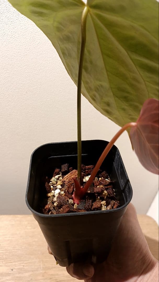 anthurium Silver　Chrome