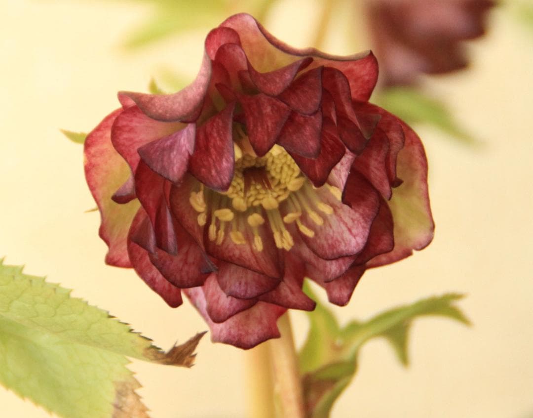 くり様ご確認用　クリスマスローズ未開花株（株分け　小さめ）