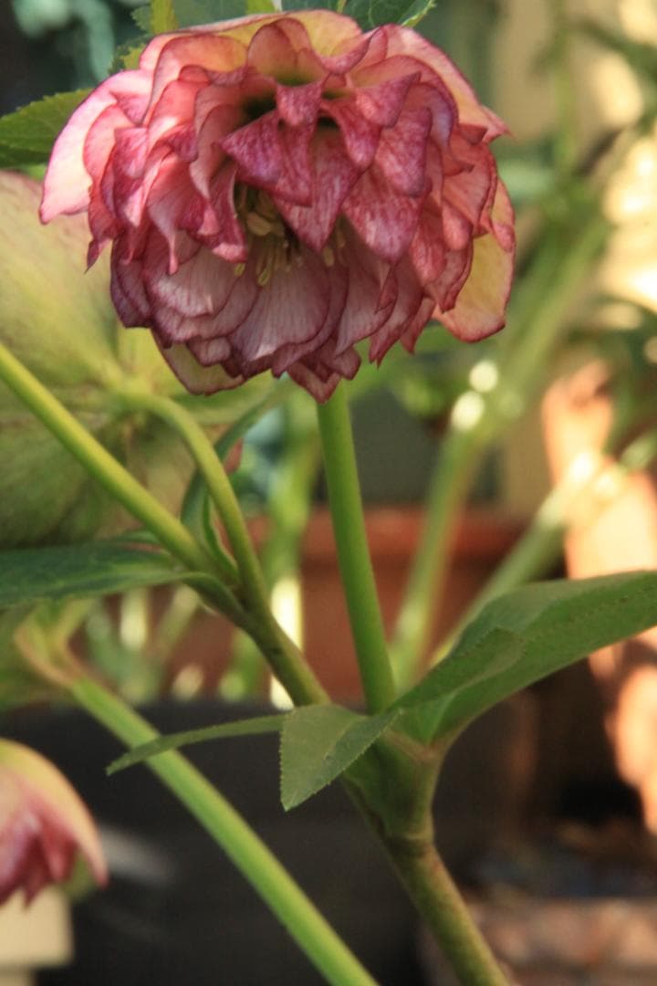 くり様ご確認用　クリスマスローズ未開花株（株分け　小さめ）