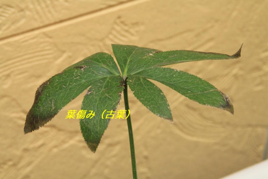 くり様ご確認用　クリスマスローズ未開花株（株分け　小さめ）