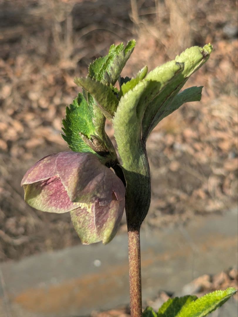 大和園 クリスマスローズ｜激渋ブラウン系｜まるでブラウンパステリッシュな一株