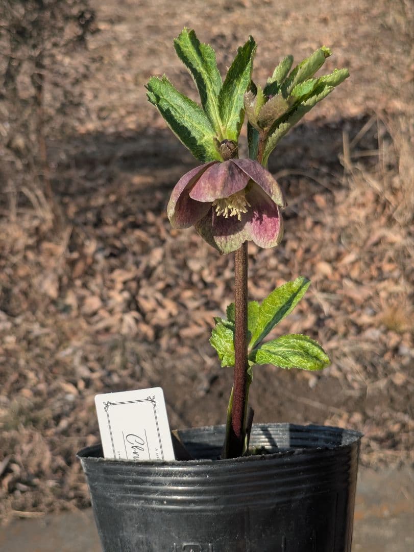 大和園 クリスマスローズ｜激渋ブラウン系｜まるでブラウンパステリッシュな一株