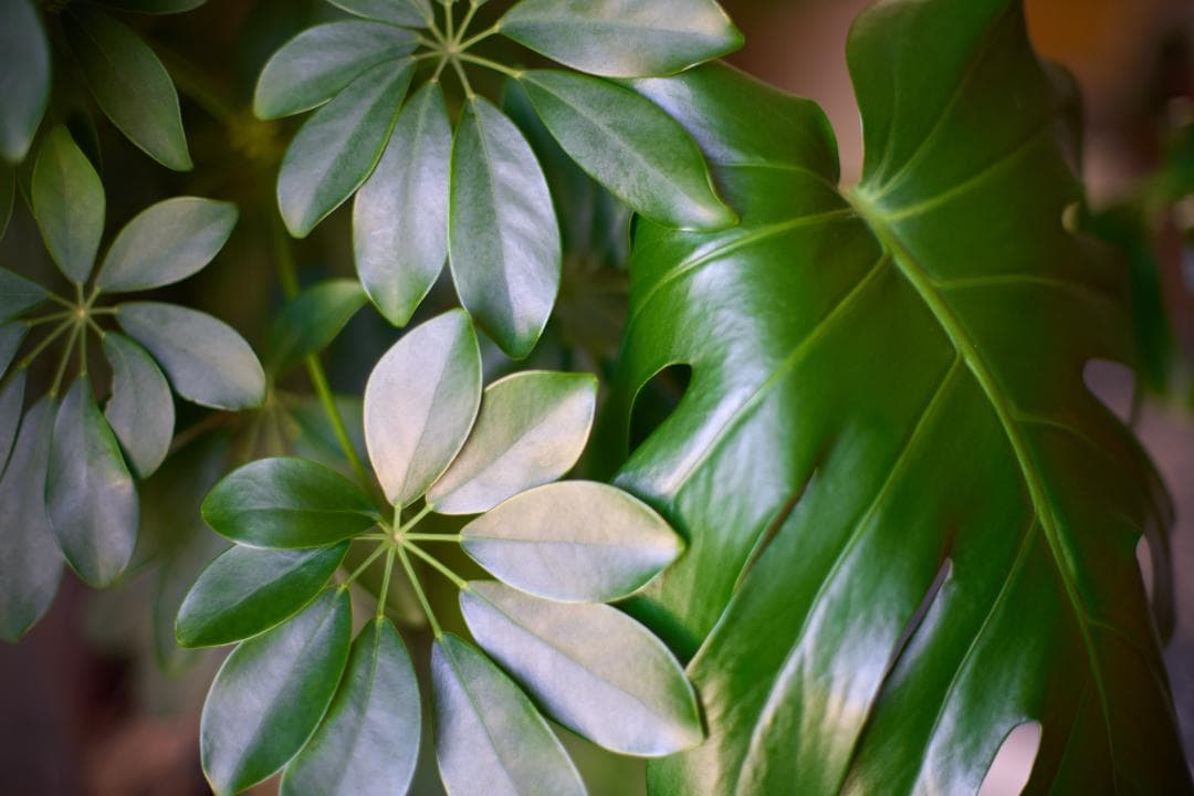 フィルムカメラ Canon New FD 50mm F1.2