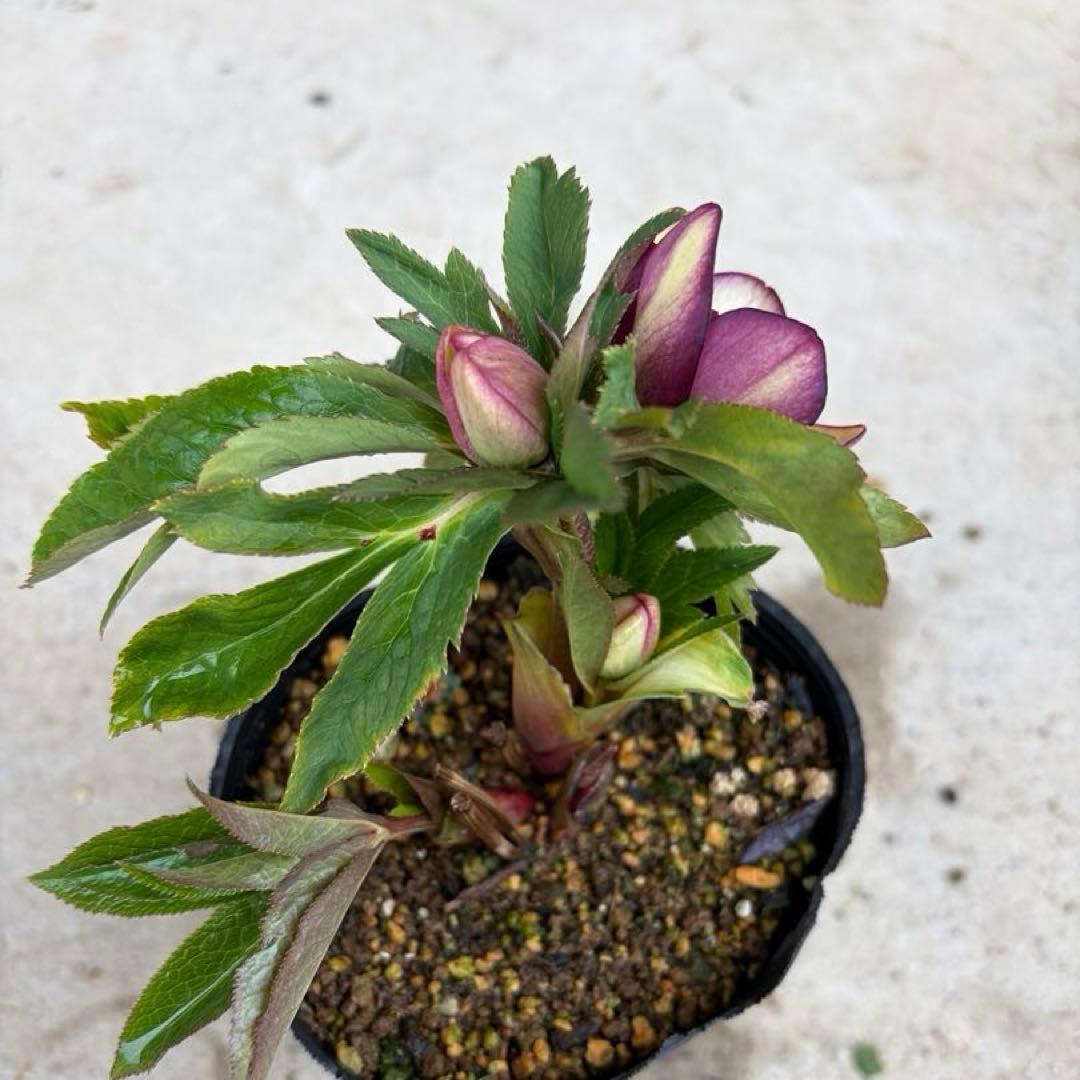 100 クリスマスローズ　開花株