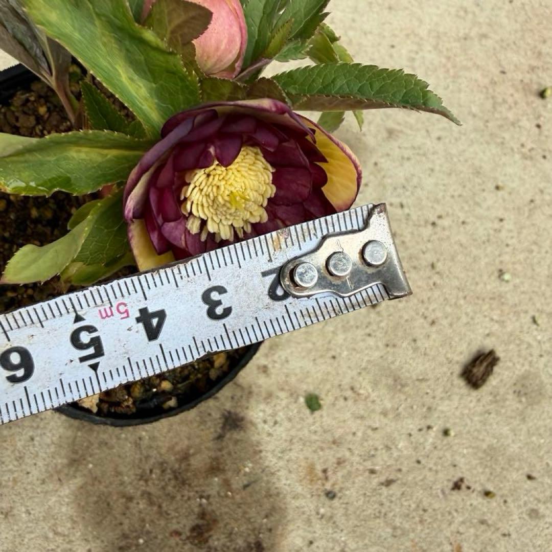 100 クリスマスローズ　開花株