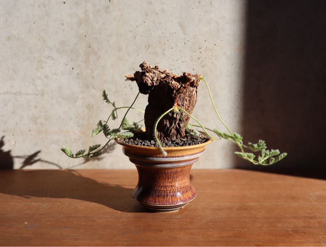 値下げ　現地株　発根済み　ペラルゴニウム　トリステ