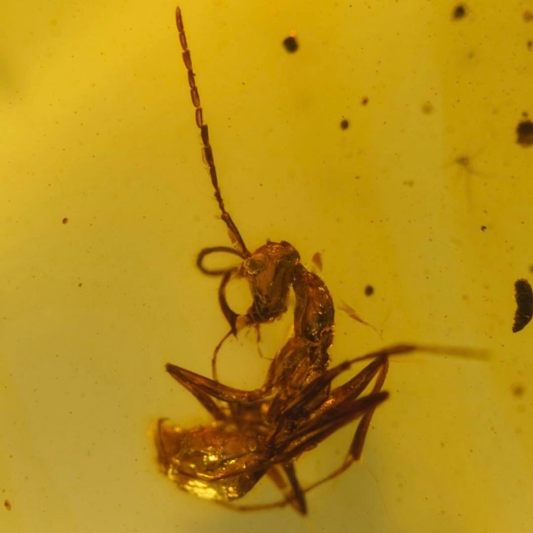 レア極上品TT0010虫入り琥珀化石ミャンマーカムティかタナイ産　9900万年前