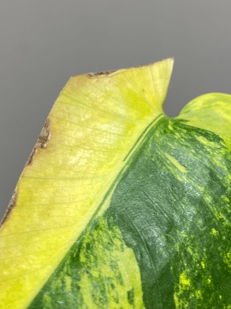 【これは本物です✨】モンステラ　イエローマリリン　黄斑　オーレア　希少　人気‼️