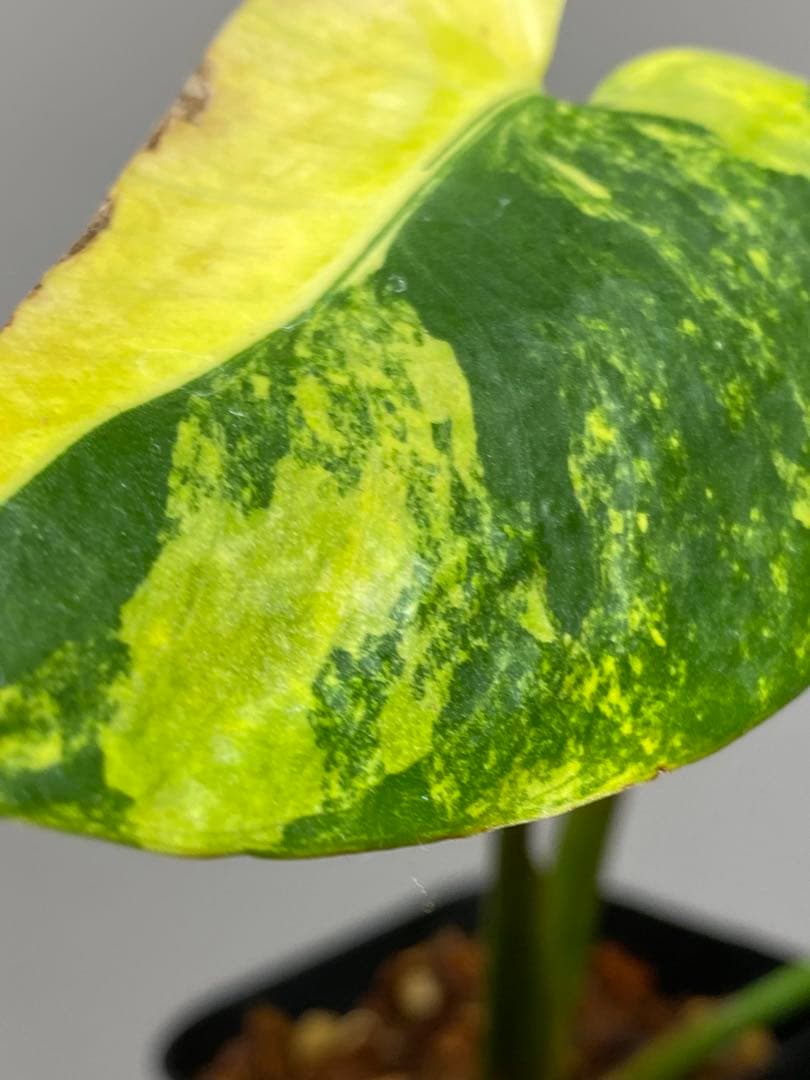 【これは本物です✨】モンステラ　イエローマリリン　黄斑　オーレア　希少　人気‼️