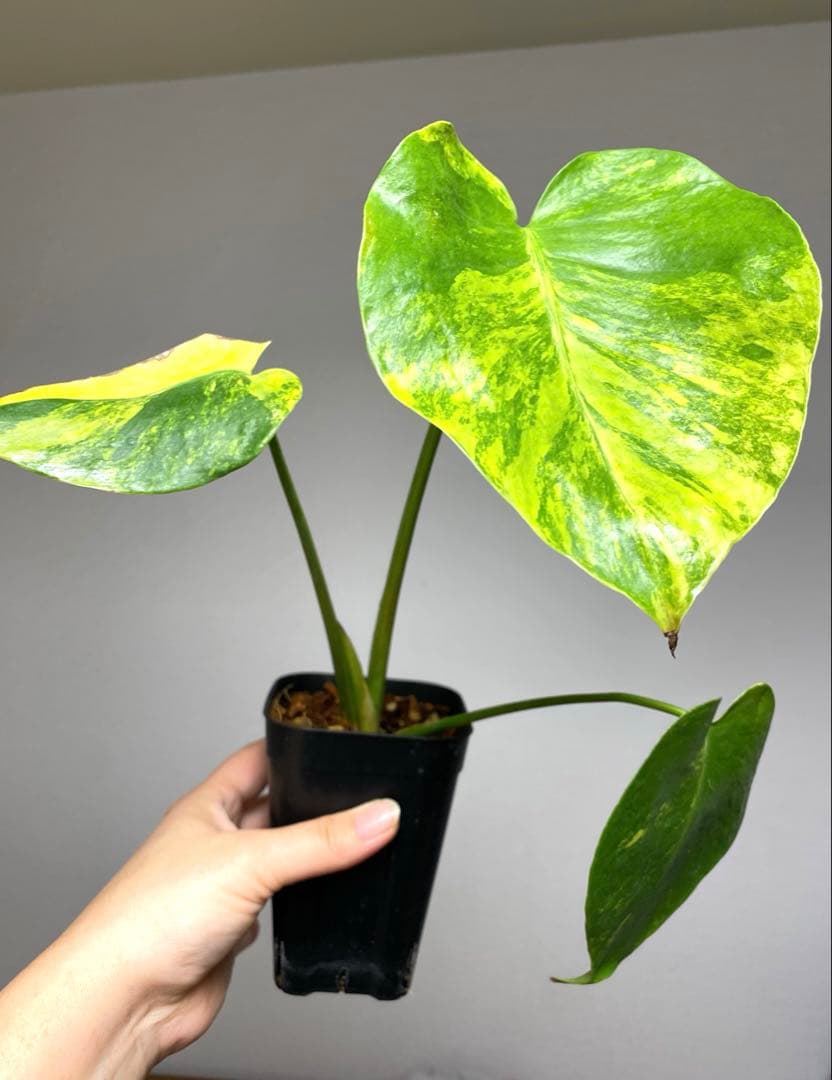 【これは本物です✨】モンステラ　イエローマリリン　黄斑　オーレア　希少　人気‼️